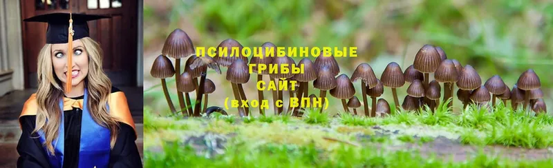 Галлюциногенные грибы Psilocybine cubensis  гидра ТОР  Арамиль  купить наркотик 